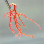 Botryocladia Sp. | Wieren Zeeaquarium, Dieren en Toebehoren, Vissen | Aquaria en Toebehoren, Ophalen of Verzenden, Nieuw, Gevuld zeewateraquarium