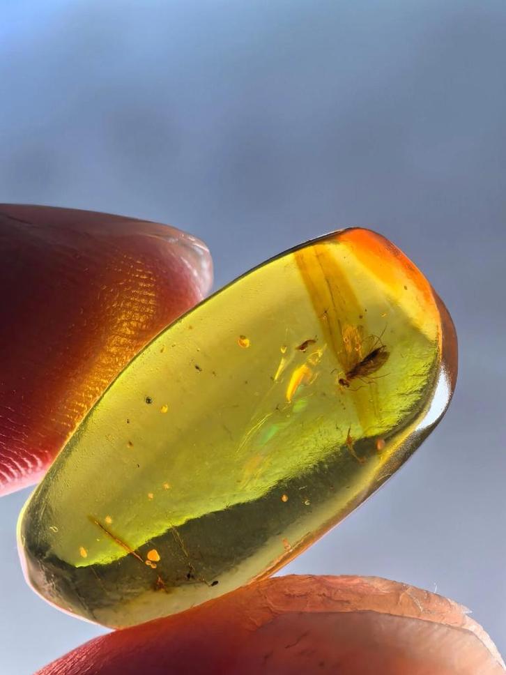 Birmees Amber (W) met insluiting van Trichoptera schietmot., Verzamelen, Mineralen en Fossielen, Fossiel, Verzenden