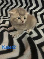 Britse korthaar kittens, Dieren en Toebehoren, Meerdere dieren