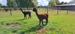 Alpaca  drachtige merries, Juli, Meerdere dieren