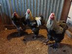 Brahma hanen groot, nog 1 beschikbaar, Dieren en Toebehoren, Pluimvee, Mannelijk, Kip