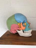 Anatomische schedel., Ophalen of Verzenden, Zo goed als nieuw