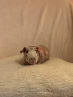 Super liever skinny cavia / zeugje, Dieren en Toebehoren, Knaagdieren, Vrouwelijk, Tam, Maart, Cavia