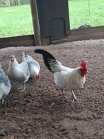 Friese zilverpel kriel hennen +haan, Meerdere dieren, Kip