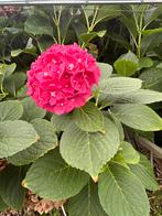 Hortensia’s, Tuin en Terras, Planten | Tuinplanten, Ophalen, Zomer, Overige soorten, Halfschaduw