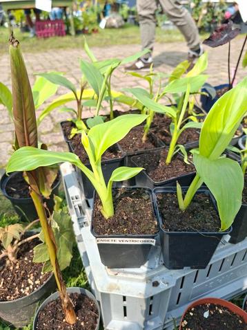 Ensete ventricosum (groene variant) beschikbaar voor biedingen