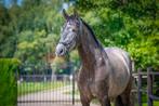 Lieve leergierige PRE ruin, B, Gechipt, Ruin, 3 tot 6 jaar