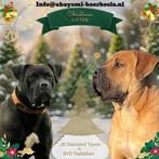 Raszuivere en rastypische boerboel pups., Dieren en Toebehoren, Overige rassen, CDV (hondenziekte), 8 tot 15 weken, Meerdere