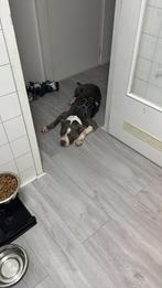American bully xl, 6 jaar of ouder, CDV (hondenziekte), Eén hond, Nederland