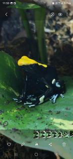 D. Tinctorius Attachi Bakka, Dieren en Toebehoren, 0 tot 2 jaar
