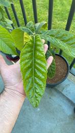 Loquat kopen, Ophalen, Minder dan 100 cm