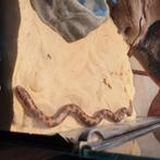 Gongylophis (Eryx) colubrinus 0.0.1, Dieren en Toebehoren, Reptielen en Amfibieën, Slang, Tam, 0 tot 2 jaar