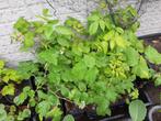 Frambozen plantjes in pot, Tuin en Terras, Planten | Tuinplanten, Ophalen, Zomer, Overige soorten, Volle zon