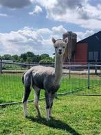 Dekservice : Grijze alpaca hengst, Mei, Mannelijk