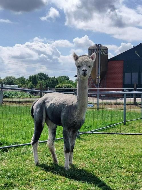 Dekservice : Grijze alpaca hengst, Dieren en Toebehoren, Overige Dieren, Mannelijk, Mei