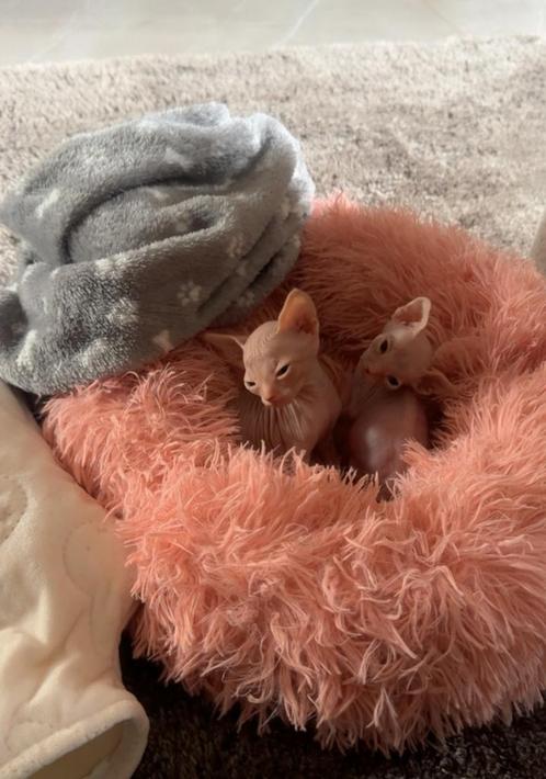 1 kitten beschikbaar, Zie omschrijving, Dieren en Toebehoren, Katten en Kittens | Raskatten | Korthaar, Kater, 0 tot 2 jaar