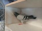 Pracht doffer, Dieren en Toebehoren, Vogels | Duiven, Mannelijk, Postduif