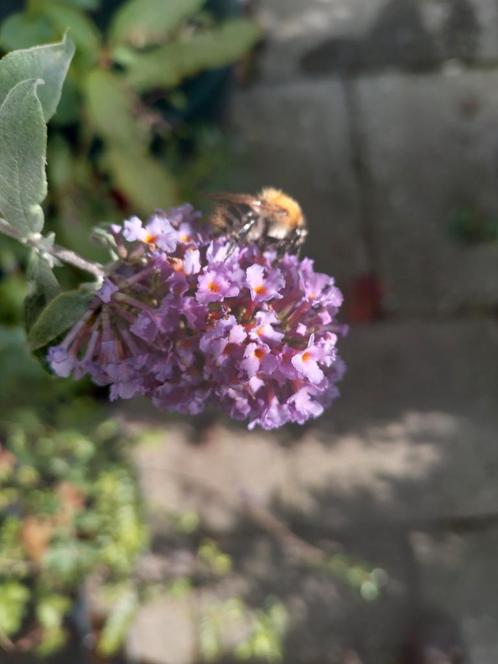 Budleja, paars lila vlinderstruik, Tuin en Terras, Planten | Struiken en Hagen, Vlinderstruik, Minder dan 100 cm, Ophalen