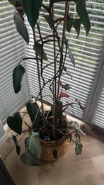 Grote philodendron, Huis en Inrichting, Kamerplanten, Ophalen, Halfschaduw, 200 cm of meer