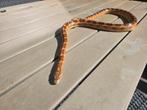 Rattenslang kareltje, Dieren en Toebehoren, Reptielen en Amfibieën, Slang, 0 tot 2 jaar