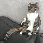 ️ ❤️ Siberische x Tigrett poes ❤️, Dieren en Toebehoren, Poes, Gechipt, 3 tot 5 jaar