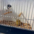 Koppel glosters van 2025, Dieren en Toebehoren, Meerdere dieren, Postuurkanarie