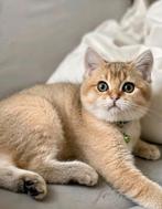 Brits/Britse korthaar kittens jongen met stamboom, Dieren en Toebehoren, Katten en Kittens | Raskatten | Korthaar, Meerdere dieren