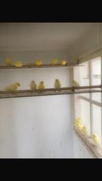 Te koop: jonger harzerd, Dieren en Toebehoren, Vogels | Kanaries, Meerdere dieren, Kleurkanarie
