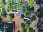 Taxus bosai, Tuin en Terras, Planten | Bomen, Ophalen, Bloeit niet, Overige soorten, Minder dan 100 cm