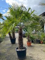 Tropische schoonheid in uw tuin: prachtige palmboom TE KOOP, In pot, Lente, Volle zon, Ophalen