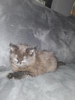kittens (lang haar), Meerdere dieren, 0 tot 2 jaar