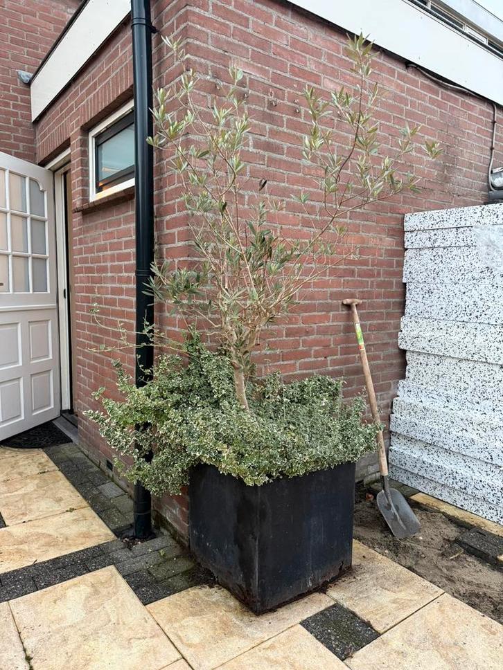 Gratis olijfboom +euonymus, Tuin en Terras, Planten | Bomen, Olijfboom, 100 tot 250 cm, In pot, Ophalen
