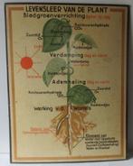 antieke schoolplaten ivm landbouw, paard, koe, gewassen, Antiek en Kunst, Antiek | Schoolplaten, Ophalen