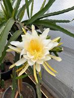 Dragon fruit stekken ( pithaya ), Verzenden, Overige soorten, 150 tot 200 cm