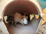 Tamme (dumbo) ratten, Meerdere dieren, Rat, Na 1 juli 2024