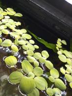 pistia stratiotes / watersla te koop!, Dieren en Toebehoren, Vissen | Aquaria en Toebehoren, Ophalen of Verzenden, Zo goed als nieuw