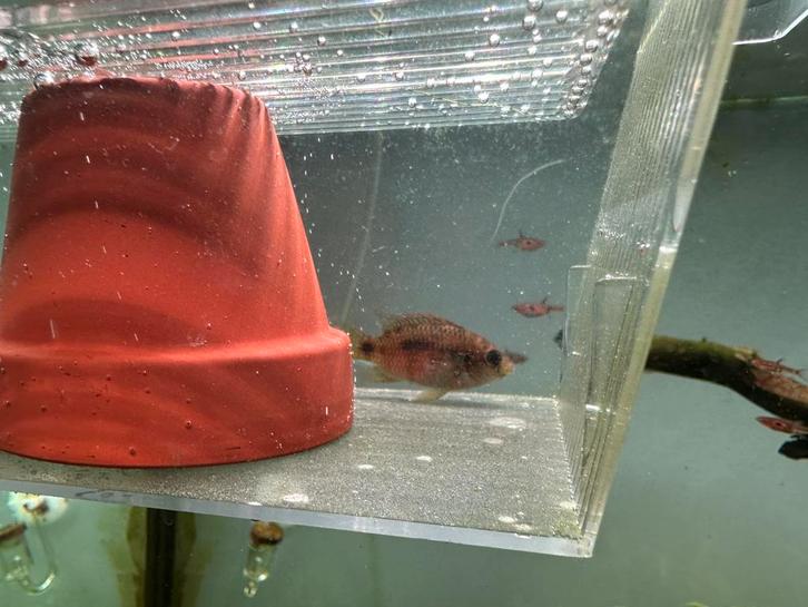 Thomasi cichlide 1x (anomalochromis), Dieren en Toebehoren, Vissen | Aquariumvissen, Vis