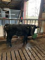 Angus x BB stierkalf te koop, Dieren en Toebehoren, Mannelijk