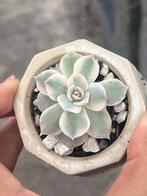 Variegated Subssesilis Vetplant/Succulent, Ophalen, Overige soorten, Minder dan 100 cm