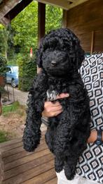 Mag direct mee, lief zwart labradoodle meisje, Overige rassen, CDV (hondenziekte), 8 tot 15 weken, Meerdere