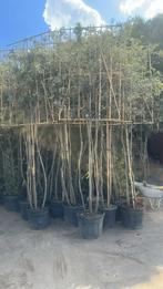 Meerstammige leibomen quercus ilex | Steeneik |Groenblijvend, Tuin en Terras, Ophalen of Verzenden, Halfschaduw, Overige soorten