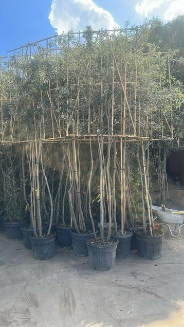Meerstammige leibomen quercus ilex | Steeneik |Groenblijvend beschikbaar voor biedingen