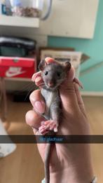 Rittens beschikbaar💙, Dieren en Toebehoren, Knaagdieren, Rat, Juni, Meerdere dieren, Tam