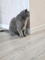 Britse korthaar poes, Dieren en Toebehoren, Katten en Kittens | Raskatten | Korthaar, Poes, Gechipt, 6 jaar of ouder