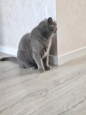 Britse korthaar poes  beschikbaar voor biedingen