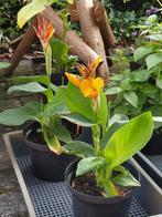 Te koop: canna zaailingen, Ophalen, Vaste plant, Overige soorten