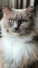 Herplaatser ragdoll kater bleu mink mitted, Dieren en Toebehoren, Katten en Kittens | Raskatten | Langhaar, Kater, Gechipt