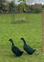 Mooi koppel Cayuga eenden van 2025, Dieren en Toebehoren, Pluimvee, Meerdere dieren, Eend