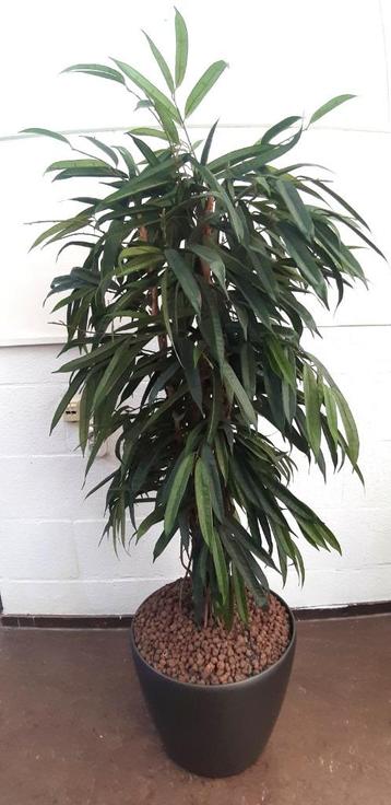 Grote kunstplant Ficus Alii in pot beschikbaar voor biedingen