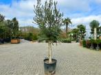 Olijfboom-Olijfbomen-Olea europaea met 30/40 cm stamomtrek, Tuin en Terras, Planten | Bomen, Ophalen of Verzenden, 100 tot 250 cm